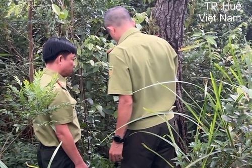 Điều tra nguyên nhân nhiều cây thông bị xâm hại bằng việc khoan lỗ, đổ hóa chất