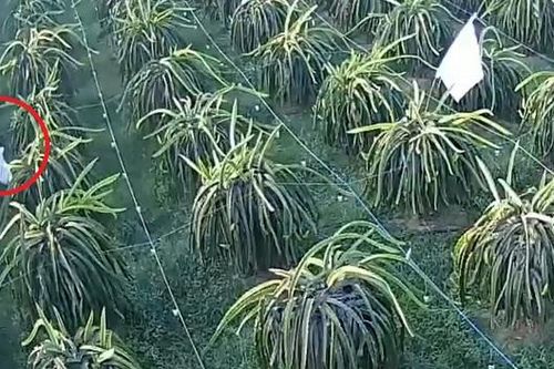 Người trồng thanh long ở Lâm Đồng khổ vì nạn trộm cắp bóng đèn