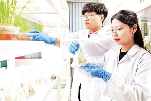 Ứng dụng khoa học công nghệ để chọn tạo cây giống