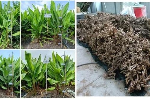 Mô hình trồng nghệ đen giàu hoạt chất