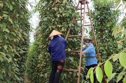 Giá tiêu hôm nay 6/7/2025: Giữ giá mức cao