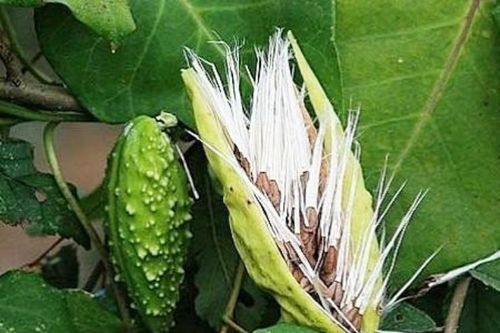 99% người Việt nhầm đây là khổ qua, ai ngờ là 'vàng ròng' của châu Á