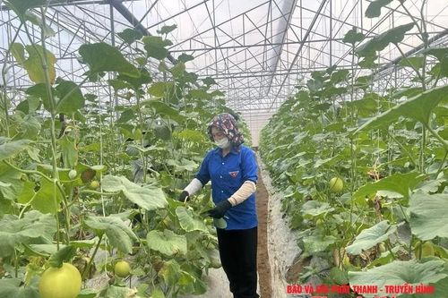 Duy trì chất lượng VietGAP sau chứng nhận