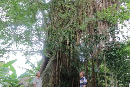 Ông từ cứu sống cây đa cổ thụ ở An Khê đình