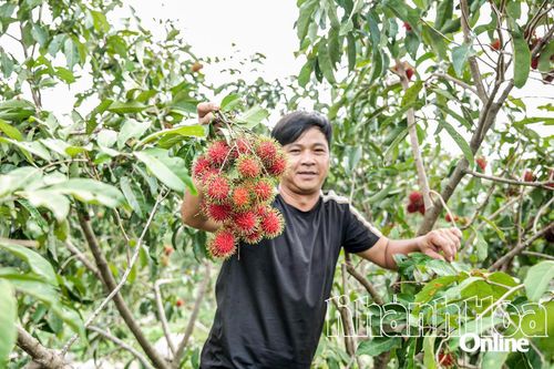 Miệt vườn Lâm Sơn vào vụ