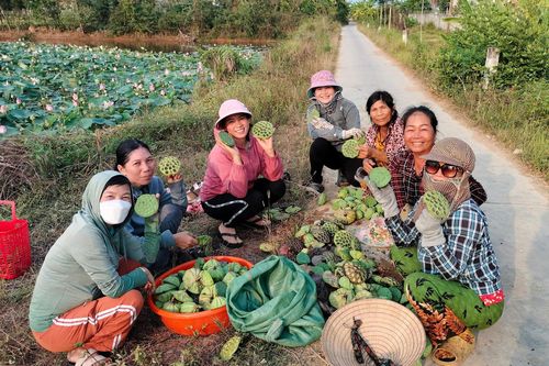 Trồng sen gây quỹ hỗ trợ phụ nữ, trẻ em