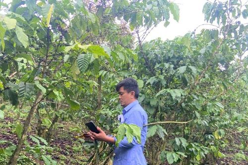 Cơ quan chức năng vào cuộc kiểm tra hơn 5,5 ha cà phê chết cành, rụng quả bất thường