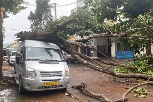 Gia Lai: cây phượng mục rỗng gãy ngang thân, đè lên ô tô 16 chỗ