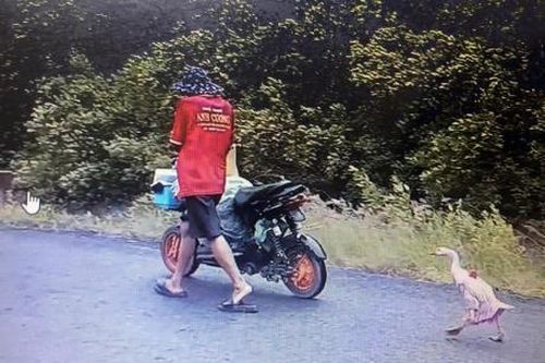 Con ngỗng giá… 1.000 đô không bán