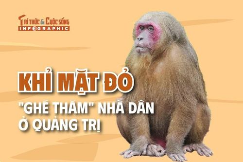 [INFOGRAPHIC] Khỉ mặt đỏ 'ghé thăm' nhà dân ở Quảng Trị