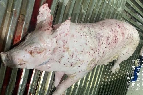 Bộ Công an tiếp tục làm rõ động cơ phát tán hình ảnh tố C.P. Việt Nam bán thịt heo bệnh