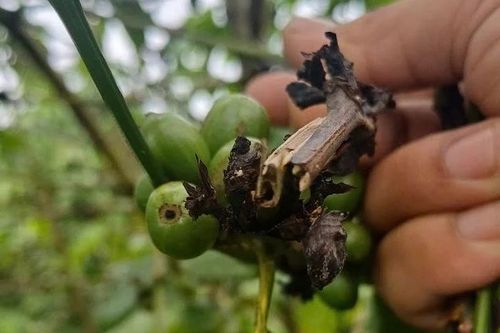 Cà phê rụng quả sau bón phân NPK, Lâm Đồng đề nghị tạm ngưng tiêu thụ 150 tấn phân bón
