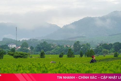 Sáng tinh khôi nơi đồi chè miền biên giới