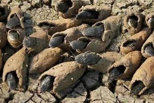 Loài cá duy nhất trên thế giới có thể sống 5 năm không cần nước