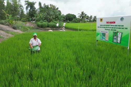 Đánh giá hiệu quả sử dụng phân bón Đầu Trâu Bio - Canxi trong xử lý rơm rạ