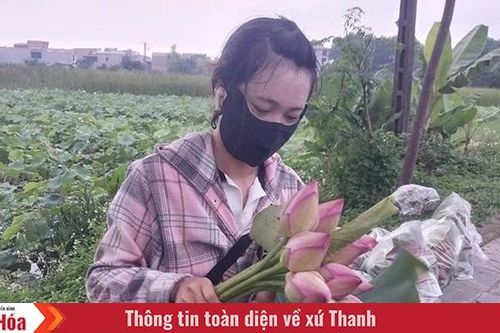 Mùa sen lên phố...
