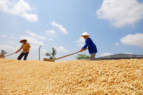 Giá gạo tăng cao, Nhật Bản đảo chiều chính sách giữa khủng hoảng