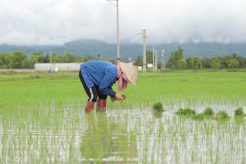Nông dân xã Thanh Nưa tập trung tỉa dặm, chăm sóc lúa mùa