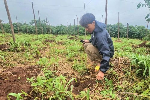 Gia Lai: Người dân bức xúc vì vườn cà phê mới trồng bị nhổ trộm