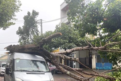 Gia Lai: Cây phượng gãy đổ đè lên xe ô tô ở đường Tân Tiến