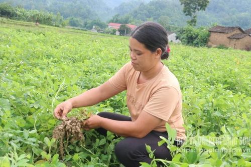 Cây lạc giờ thêm vui