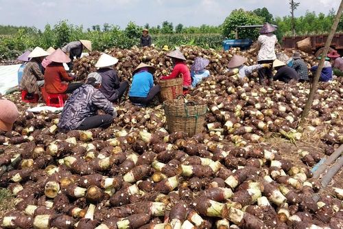 Đủ chuẩn, khoai môn vươn xa