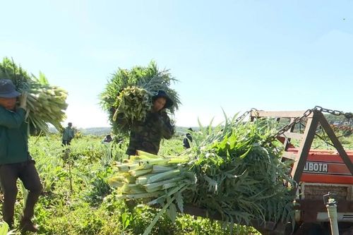 Thu nhập ổn định từ atiso