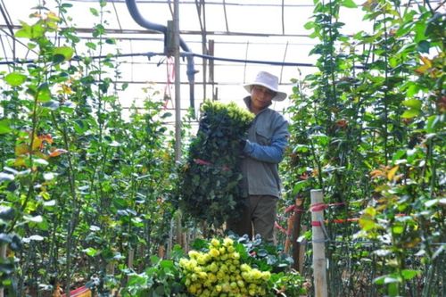 Thủ phủ hoa hồng dưới chân núi Lang Biang
