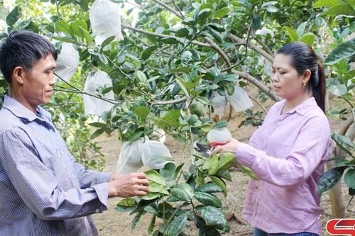 Hỗ trợ hội viên phát triển kinh tế