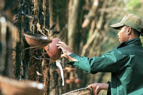 Thiếu hụt nguồn cung cao su toàn cầu, Cao su Việt Nam (GVR) hưởng lợi lớn