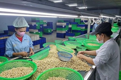Xuất khẩu điều đạt gần 2,4 tỷ USD trong 6 tháng