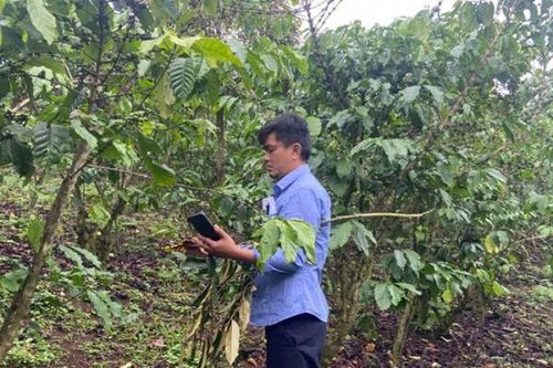 Vụ hơn 5,5ha cà phê rụng quả bất thường: Lấy mẫu phân bón xác định nguyên nhân