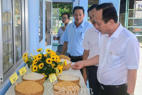 Nhân rộng giống lúa BL9 trên đất nuôi tôm
