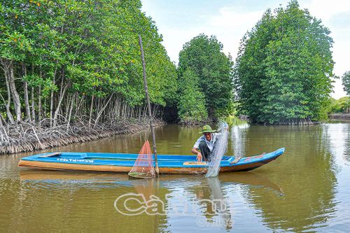 Cà Mau 'xanh hóa' để thích ứng