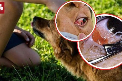 30.000 ca mỗi năm: Nguy cơ thú cưng trở thành 'ổ bệnh' trong nhà