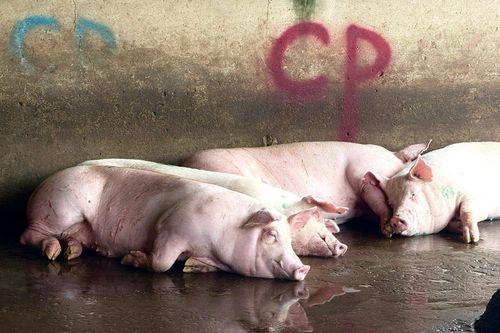 Bộ Công an làm rõ động cơ phát tán hình ảnh tố C.P. Việt Nam bán thịt heo bệnh