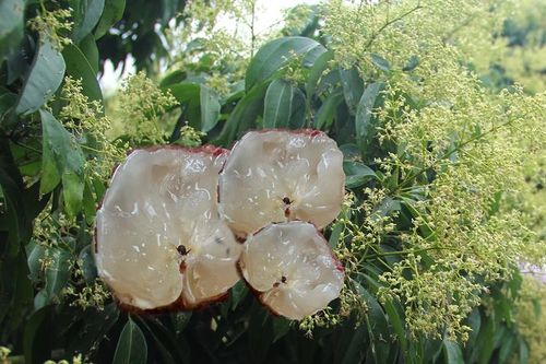 'Đặc sản hiếm' vị ngọt thanh, cùi giòn như thạch của VN lên cơn sốt, có tiền chưa chắc đã mua được