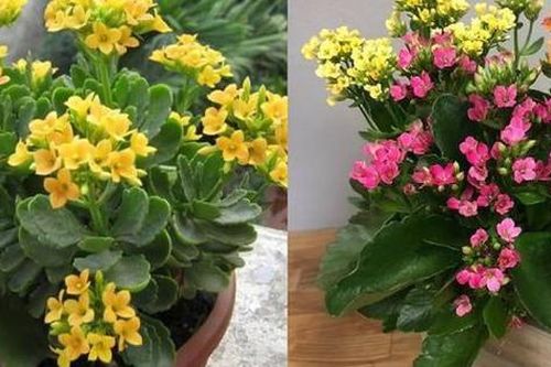 Muốn cuộc sống được may mắn và tài lộc, hãy đặt cây này trong nhà