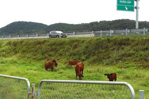 Tự ý dỡ rào, chăn thả gia súc trên hành lang cao tốc Diễn Châu - Bãi Vọt