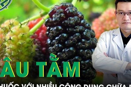 Dâu tằm vị thuốc quen thuộc với nhiều công dụng chữa bệnh