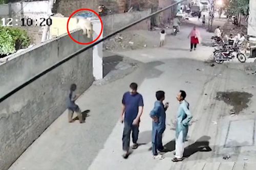 Cảnh sư tử sổng chuồng tấn công người phụ nữ ngay trên đường phố ở Pakistan