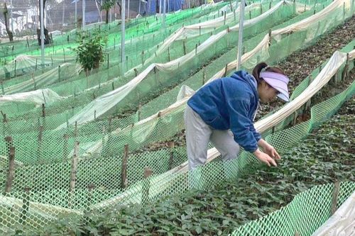 Phát triển dược liệu dưới tán rừng: Cần hành lang pháp lý