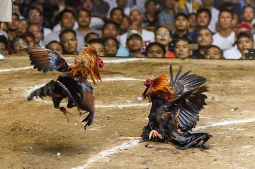 Nghi án thảm sát giới đá gà chấn động Philippines