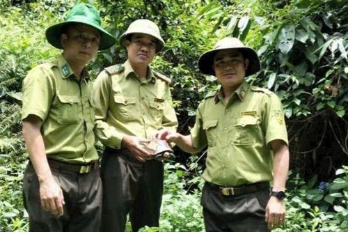 Cá thể rùa hộp trán vàng quý hiếm được thả về rừng Pù Huống