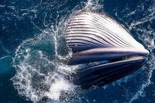 Cá voi khổng lồ gây choáng ngợp với màn săn mồi ở Gia Lai