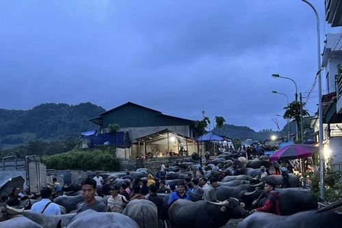 Lào Cai tổ chức họp chợ trâu Bắc Hà vào thứ 7 hàng tuần
