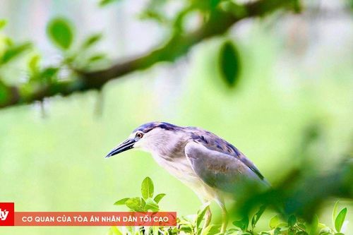 Nét yên bình bên Hồ Gươm