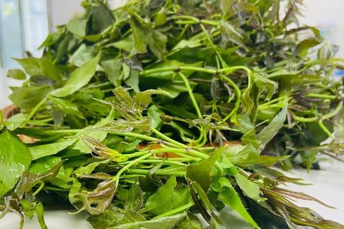 Rau đặc sản ở miền Bắc trồng 1 lần hái cả năm, ăn bổ lại ngon
