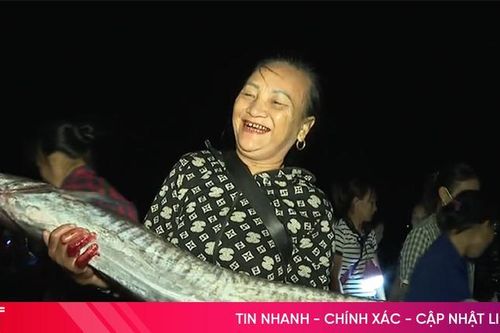 Thú vị đi chợ cá Cồn Gò một sớm mai hồng