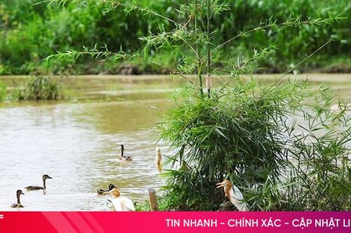 Độc đáo vườn chim giữa lòng đô thị trung tâm Hà Tĩnh